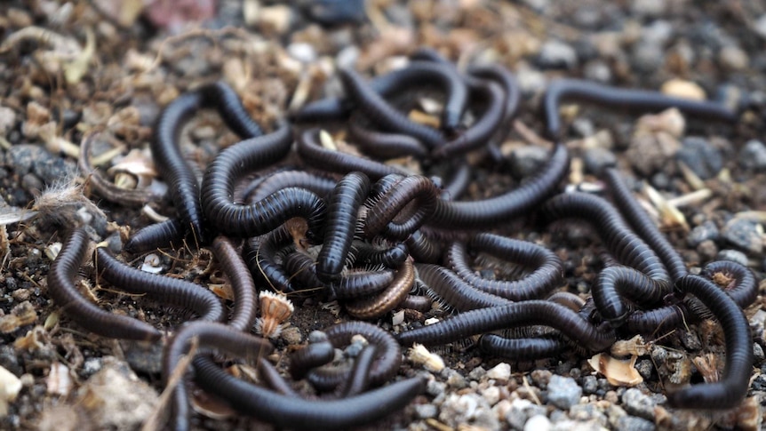 Winter is coming and so are hordes of Portuguese millipedes