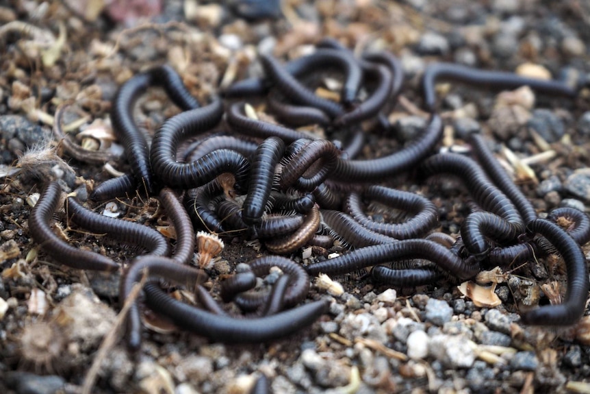 A large number of small, black millipedes tangled together