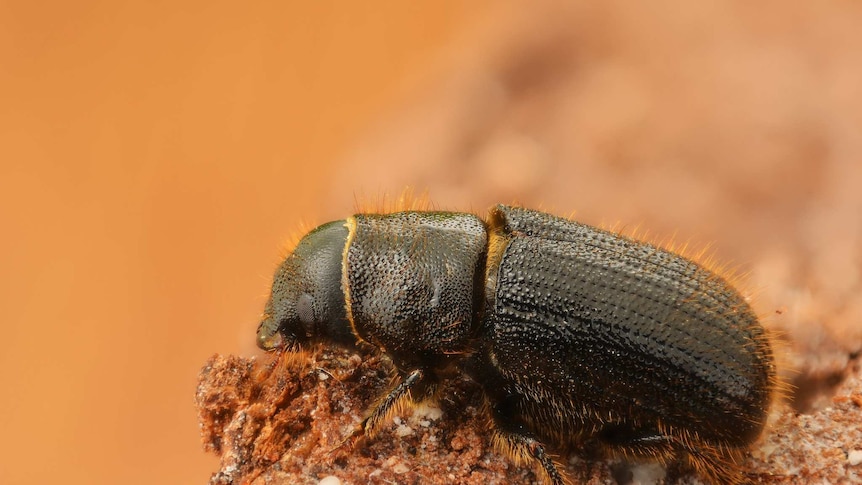 A beetle close up
