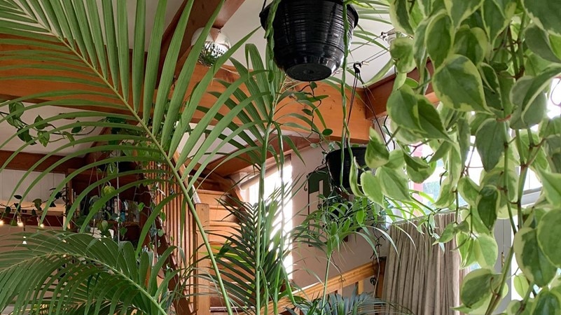 A jungle of indoor plants around a timber staircase in a home.