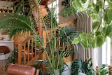 A jungle of indoor plants around a timber staircase in a home.