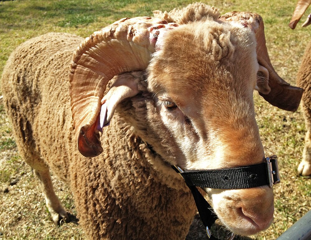 Merinos for wool, and for meat as well - ABC News