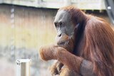 Melbourne Zoo orangutan Malu