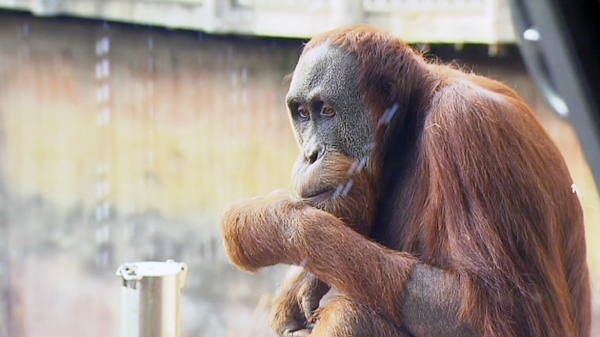 Melbourne Zoo orangutan Malu