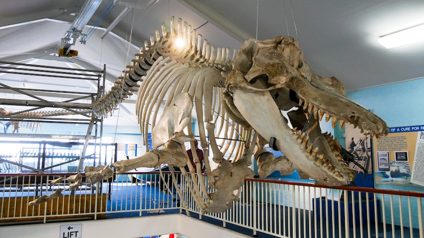 A whale skeleton hanging from the ceiling