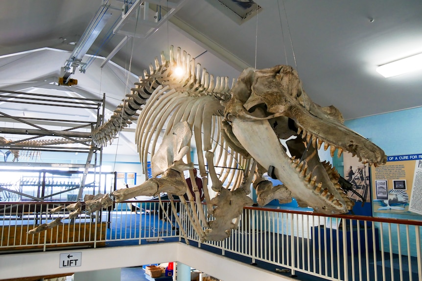 A whale skeleton hanging from the ceiling