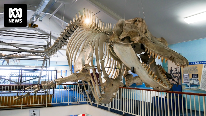 Skeleton of famous whale-hunting Orca ‘Old Tom’ reassembled for new museum...