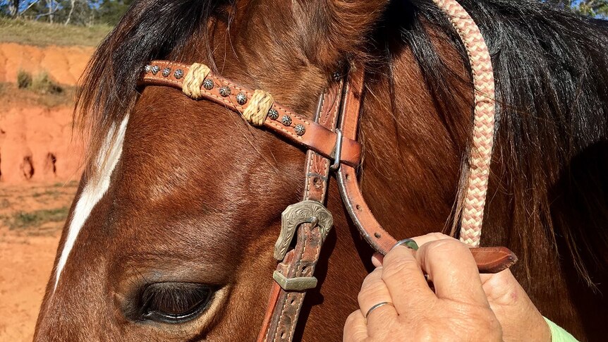 A close up of a bridle being done up on a bay horse.