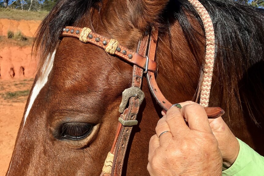 A close up of a bridle being done up on a bay horse.