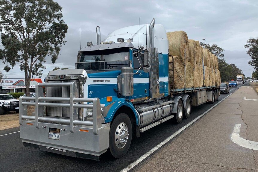 A blue big rig truck loaded with hay drives down a road in Victoria.