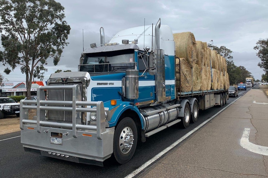 A blue big rig truck loaded with hay drives down a road in Victoria.