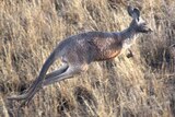 The cull of Eastern Grey Kangaroos in seven Canberra nature reserves will go ahead, but at a reduced scale.