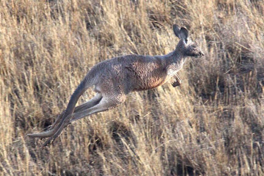The cull of Eastern Grey Kangaroos in seven Canberra nature reserves will go ahead, but at a reduced scale.