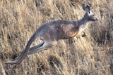 An eastern grey kangaroo bounds across a paddock.