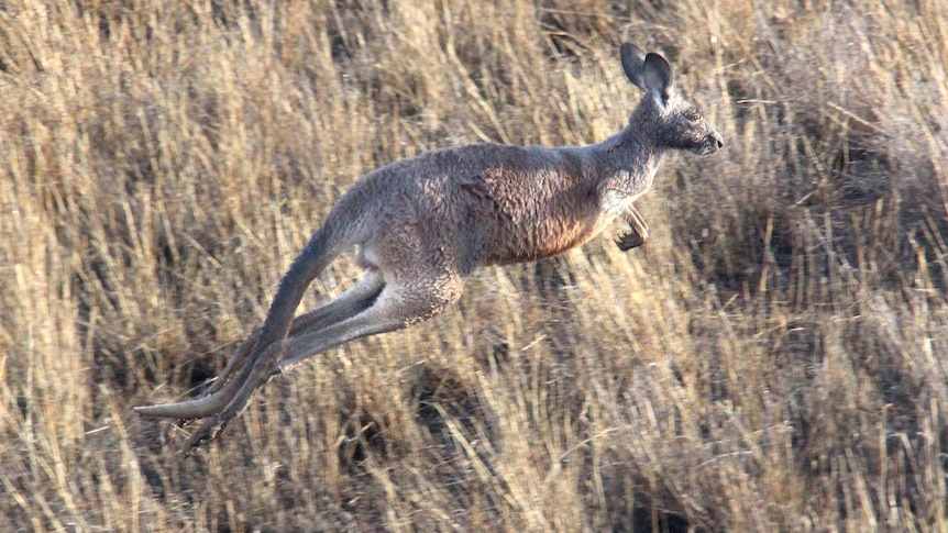 The cull of Eastern Grey Kangaroos in seven Canberra nature reserves will go ahead, but at a reduced scale.