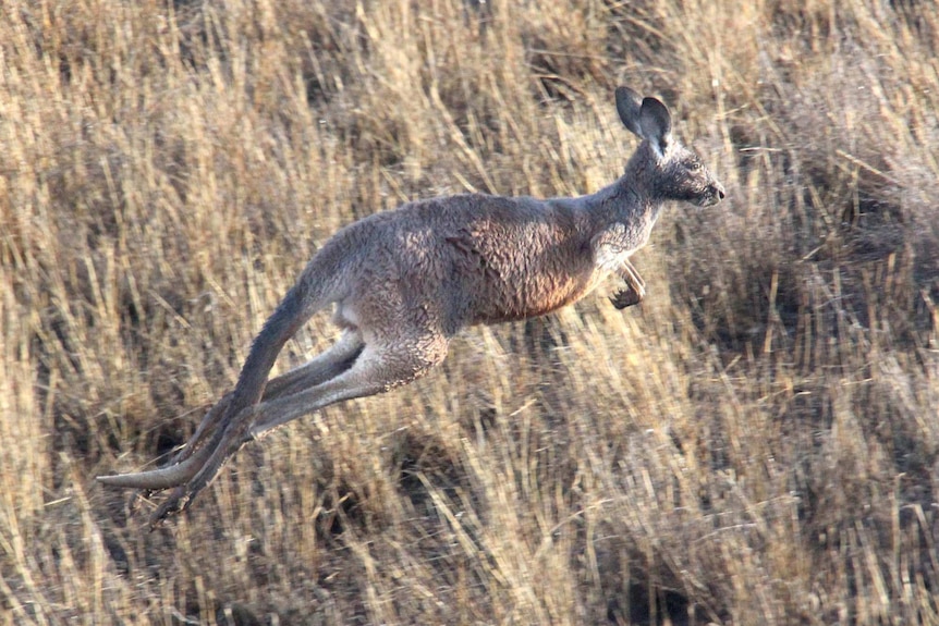 An eastern grey kangaroo bounds across a paddock.