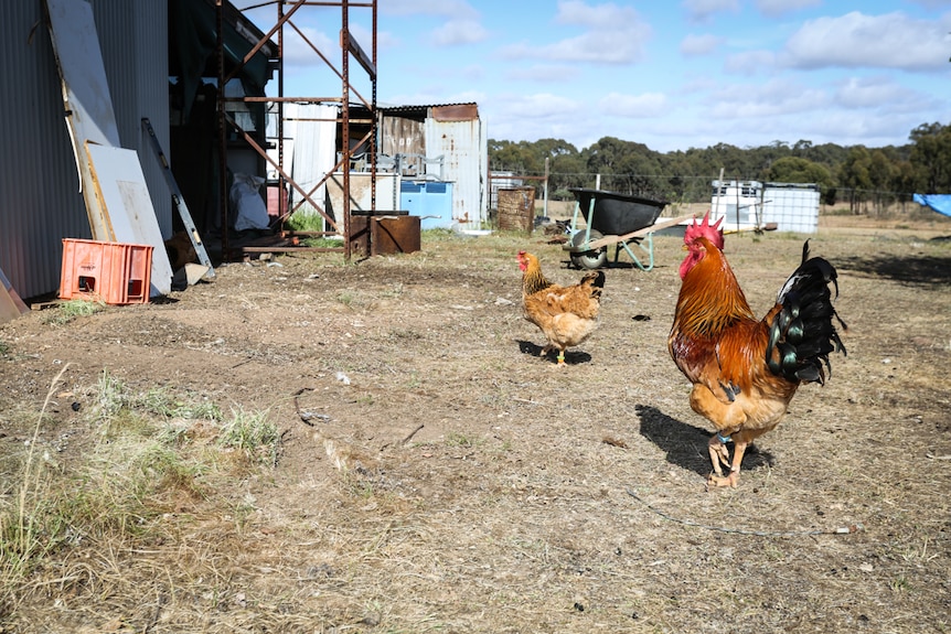 The friendly Quamby chooks are developed for an Australian climate.