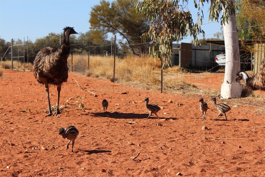 An emu with four chicks on red dirt.