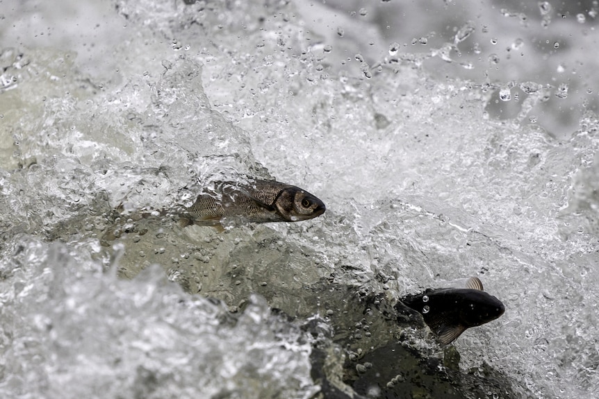 Pearl mullets, an endemic fish species, try to jump over a small waterfall as they swim upstream to lay their eggs.