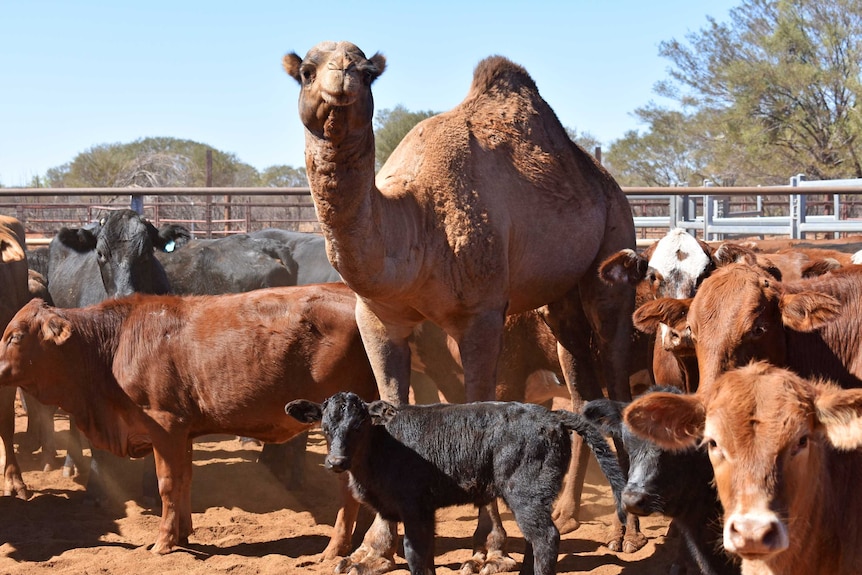 A camel standing in a yard with cows and calves.