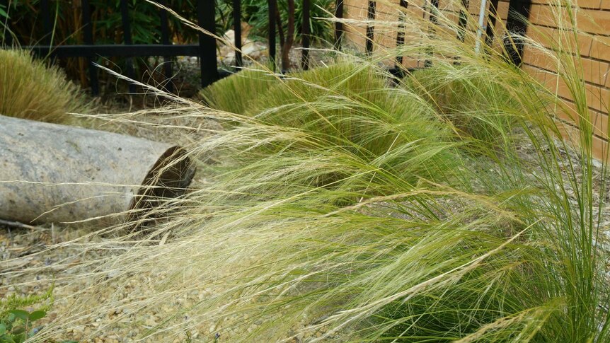 Noxious and invasive Mexican feather grass weed spotted in ACT - ABC News