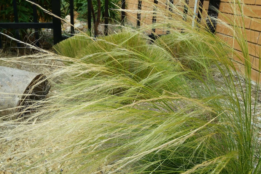 The Mexican Feather Grass weed