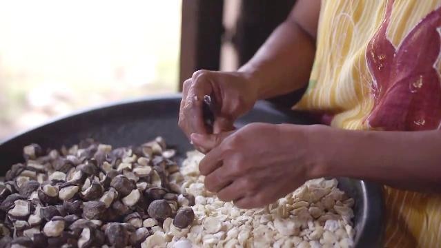 Hands remove cashews from shells