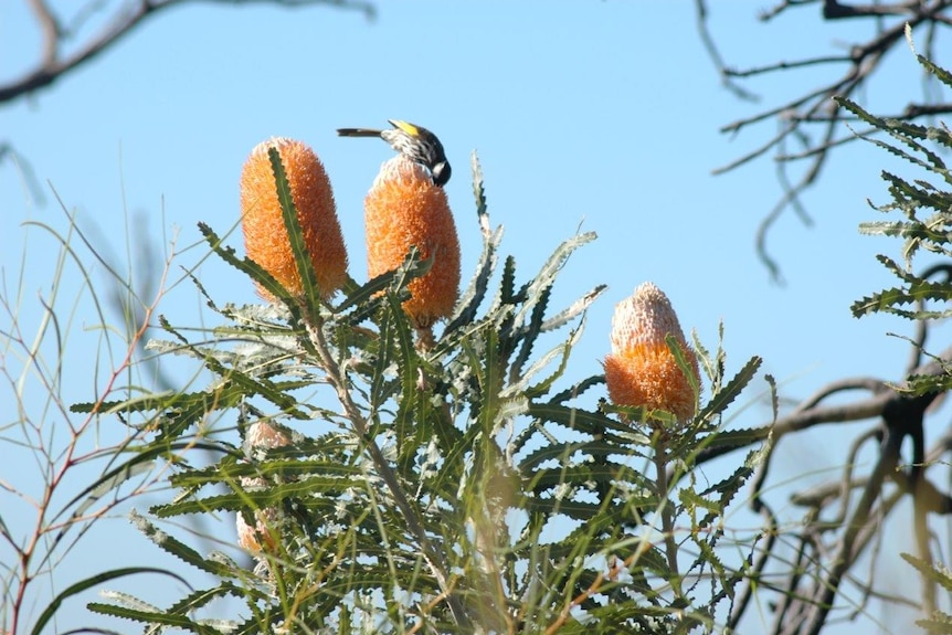 A native bird sits on a banksia flower in Perth's Kings Park.