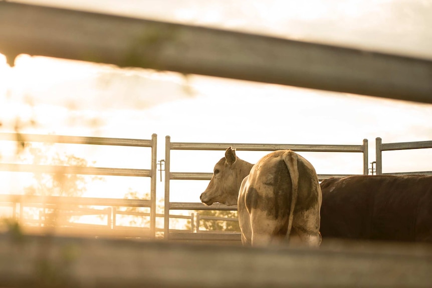 Cattle in the yards in the afternoon