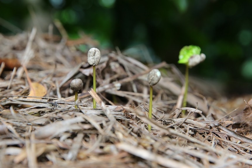 A coffee tree starting to grow from a coffee bean.