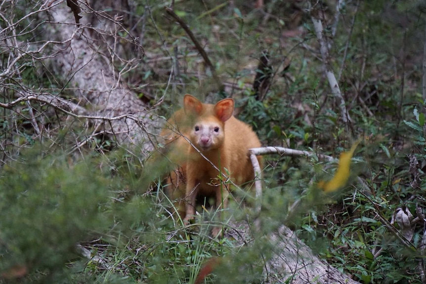 golden-furred wallaby in bushland