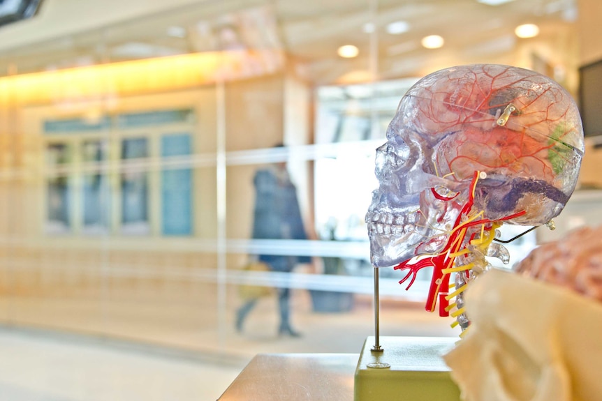 A clear human skull, with anatomical features within it like blood vessels and the brain