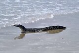 A juvenile crocodile lying on the tide-line at a tropical beach.