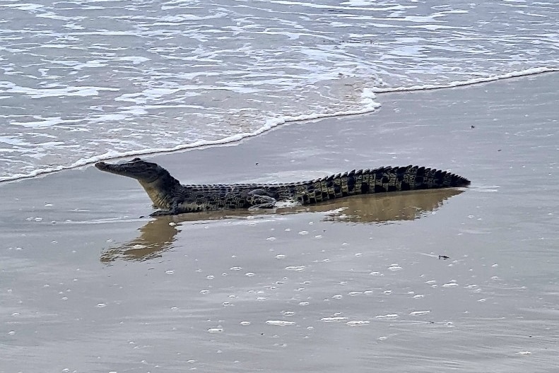 A juvenile crocodile lying on the tide-line at a tropical beach.