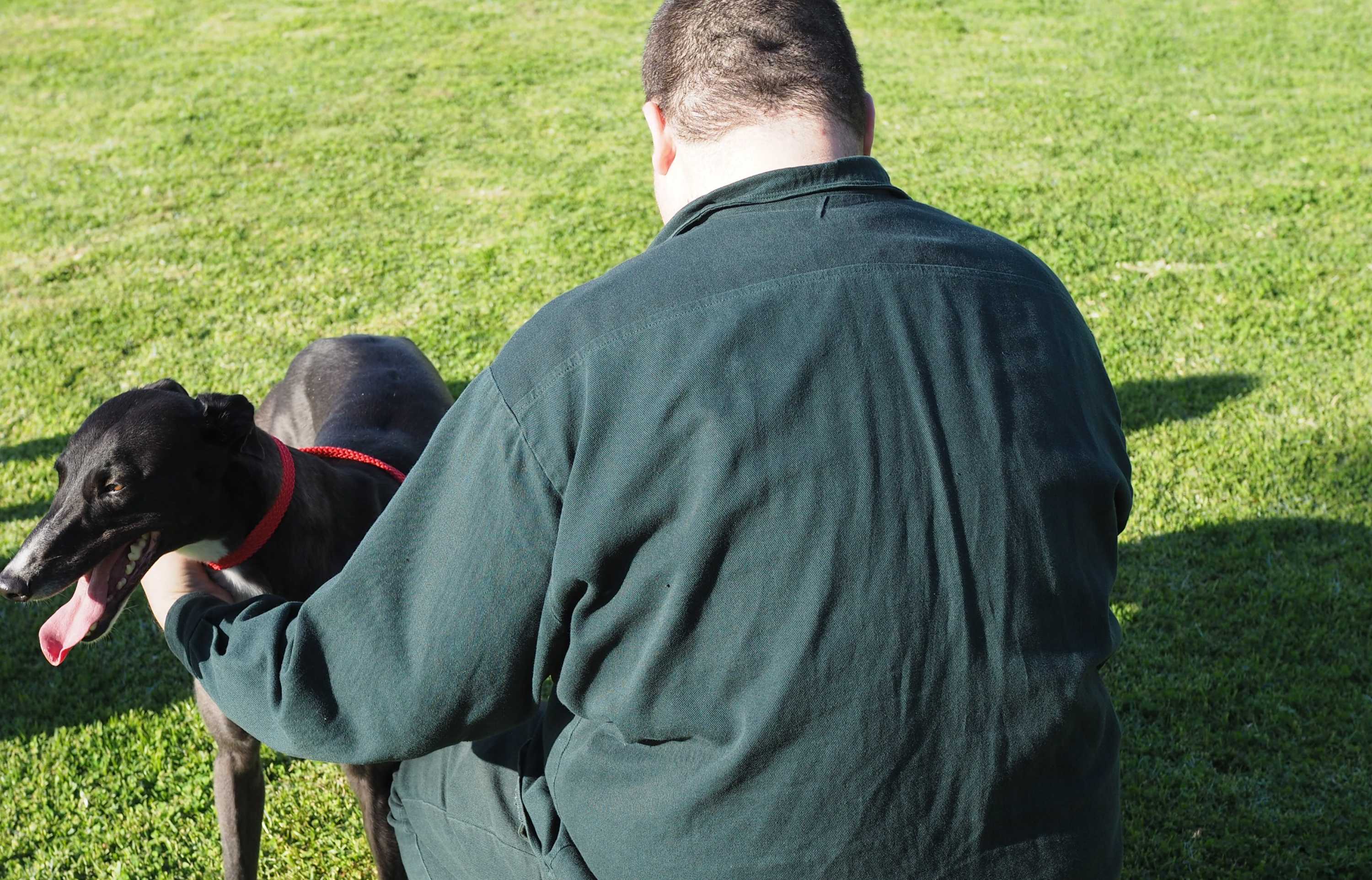 Greyhounds go behind bars to learn how to be pets, teach prisoners