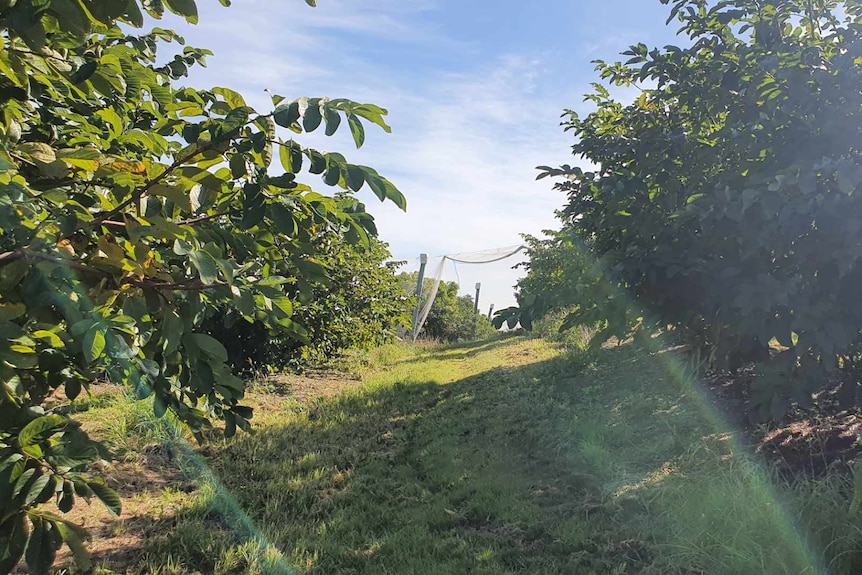Paddock of apple trees with blue sky and sun
