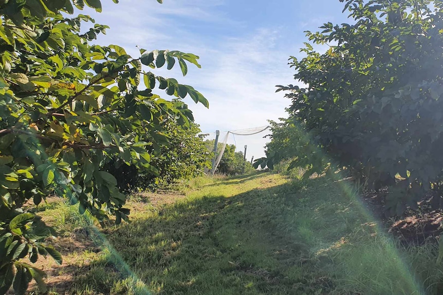 Un enclos de pommiers à l'anone avec ciel bleu et soleil