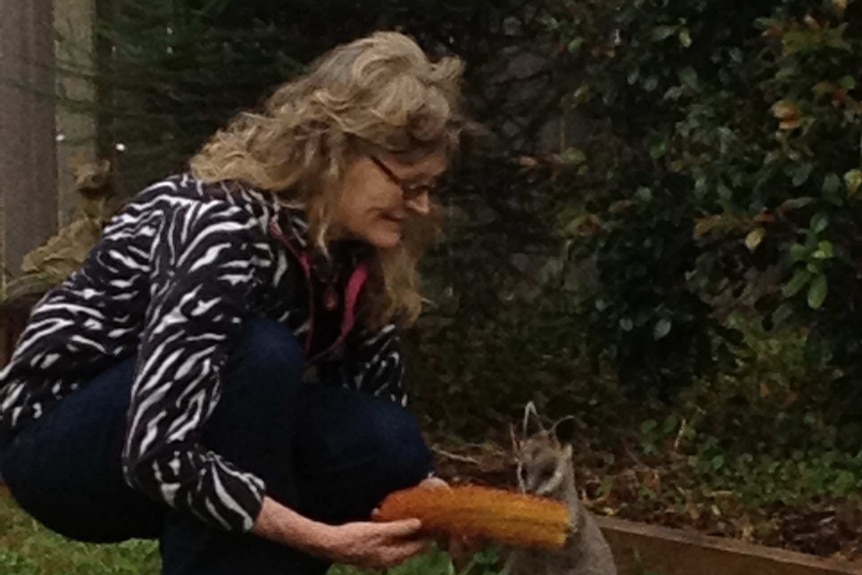 A woman with long grey hair bends down in a garden to feed a wallaby.