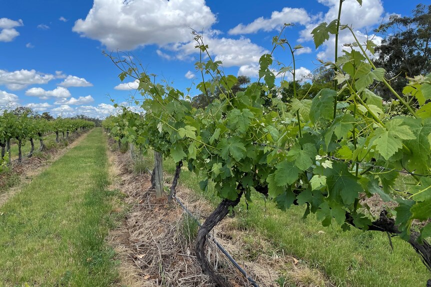 A vineyard in lush green countryside.