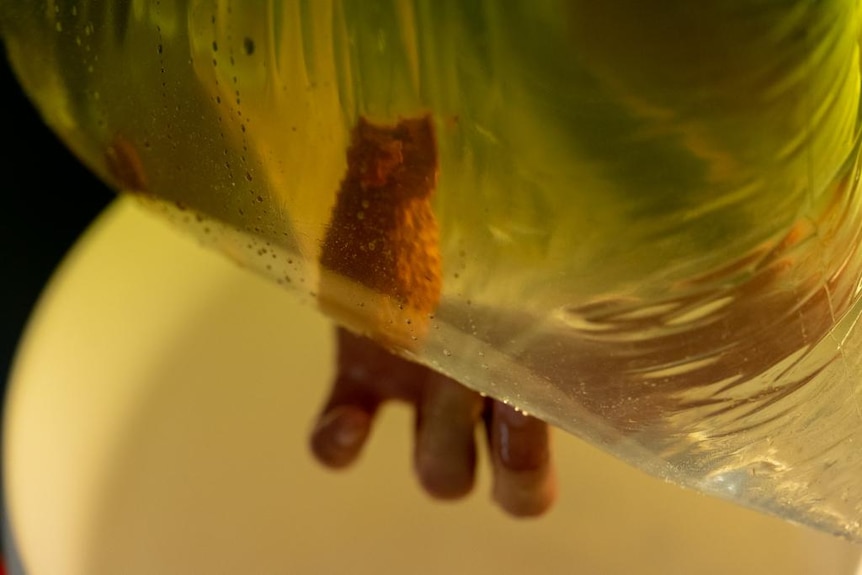 a sea sponge inside a plastic bag