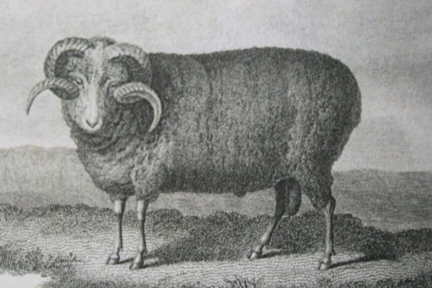 A black and white photo of a Merino ram.