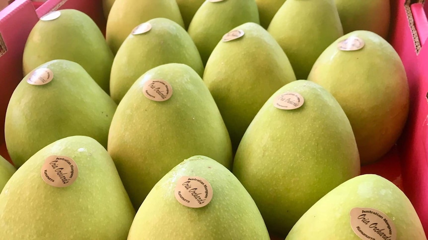 Close up of Ord mangoes