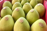 Close up of Ord mangoes