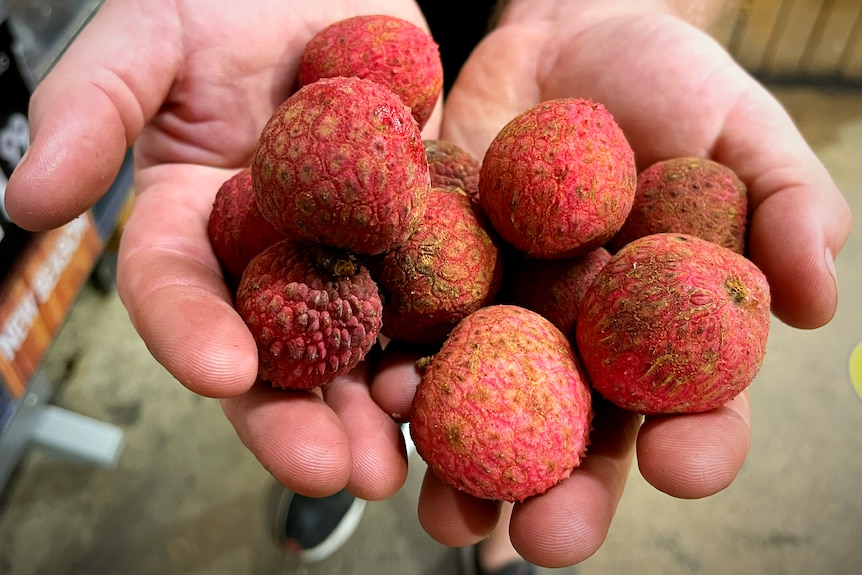 Two hands hold a bunch of red lychees.