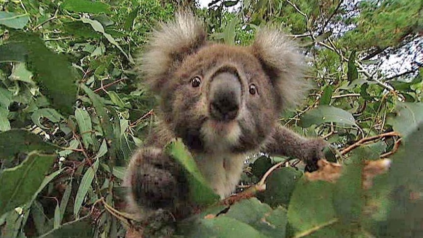 A koala peeps through the leaves of a eucalyptus tree