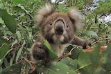 A koala peeps through the leaves of a eucalyptus tree