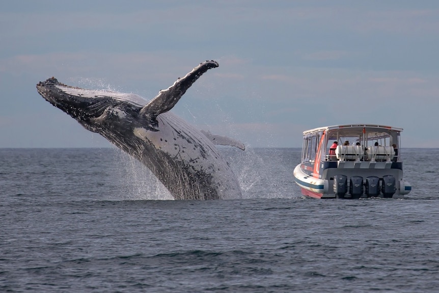 A whale breaching next to a boatload of whale watchers.