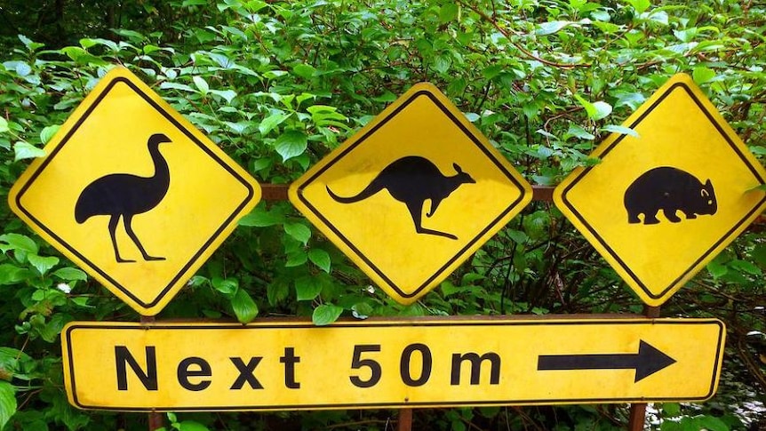 Picture of yellow road signs with an image of a emu, kangaroo and wombat and another sign saying next 50m 