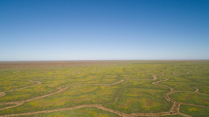 A pattern of channels among green herbage and wildflowers near Windorah in July 2019.