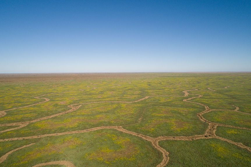 A pattern of channels among green herbage and wildflowers near Windorah in July 2019.